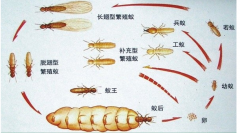 杭州白蚁防治公司提醒业主没见白蚁为什么还要